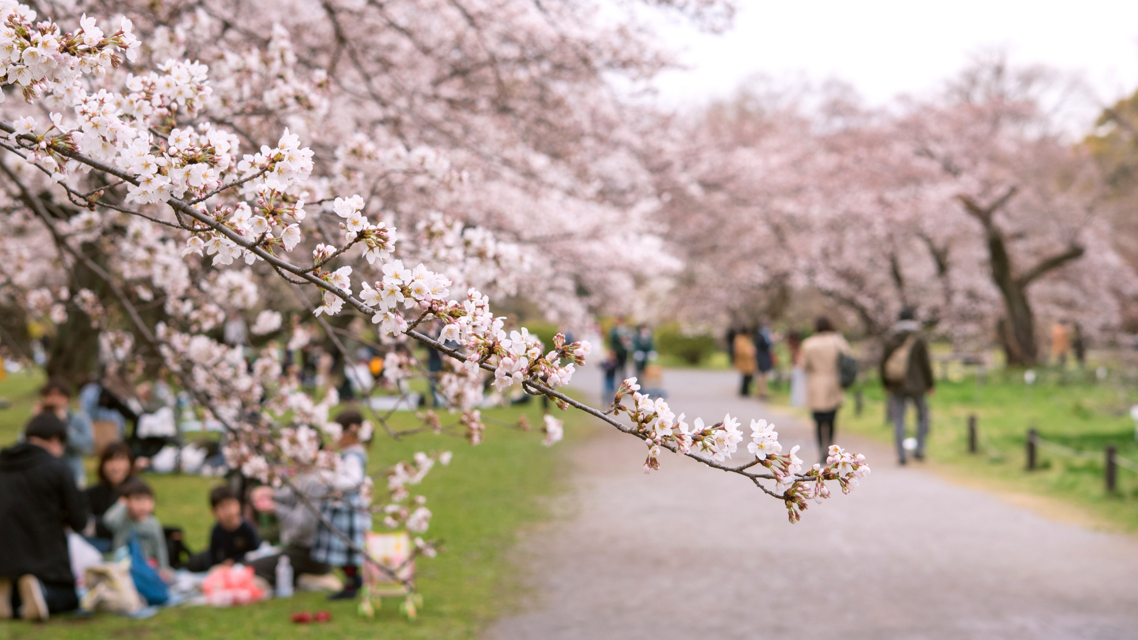6 Different Types of Sakura Trees in Japan